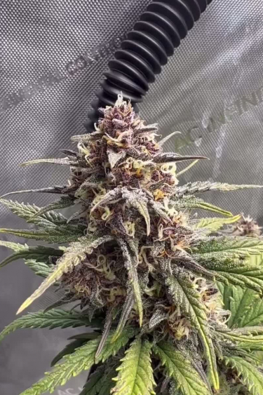 Tropicana Cookies Auto - Frosty Top Cola with Lilac Tints in the Tent