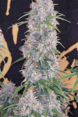 Instagram Banana Purple Punch Auto