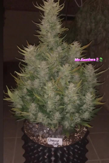 Cherry Cola Auto - Large Bushy Flowering Plant in Pot