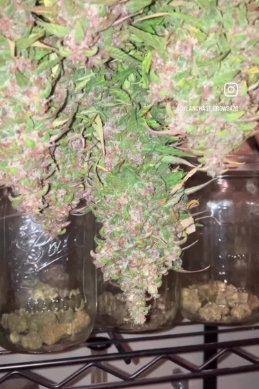 Sour Jealousy Auto - Mature Plant with Dense Colas