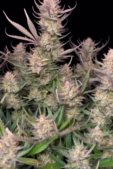Guava Auto - Stacked Colas Reaching Final Flower Stage