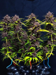 Instagram Purple Lemonade Auto