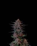Instagram Guava Sundae Auto™