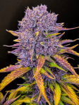 Instagram Purple Lemonade Auto