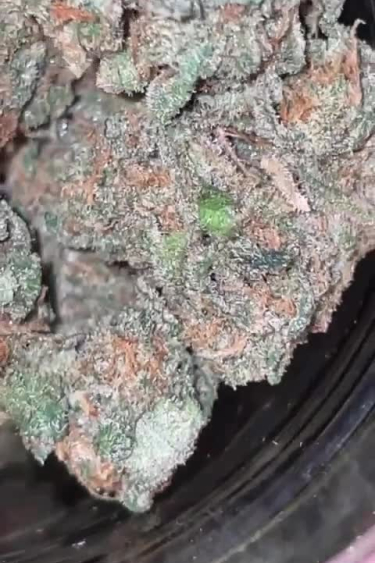 Cherry Cola Auto - Frosty Purple Bud Close Up