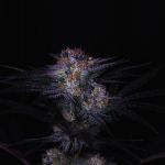 Instagram Mendo Frost Auto™