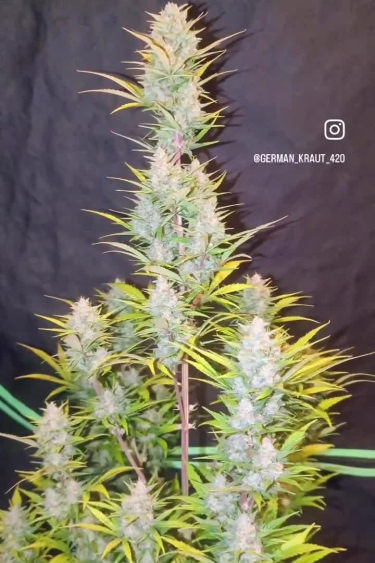 Sour Jealousy Auto - Tall Flowering Cola Close Up