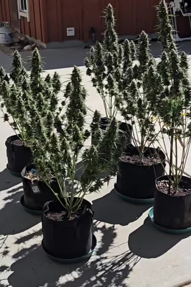 Pound Cake Auto - Multiple Mature Plants Growing Side by Side