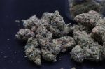 Instagram Pineapple OG Auto™