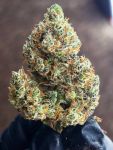 Instagram Mendo Guava Auto™