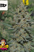 Instagram Pound Cake Auto™