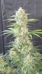 Instagram Banana Cherry Cookies Auto™