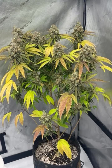 Rainbow Melon - Mature Indoor Plant with Yellow Leaves