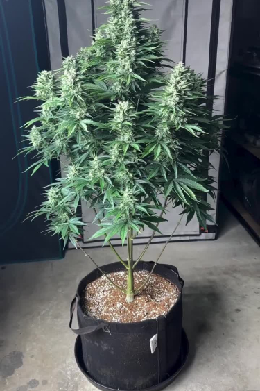 Frostbanger Auto - Full Plant with Large Dense Main Cola