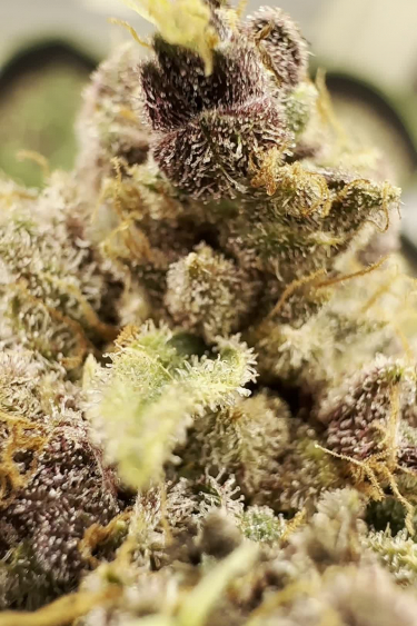Tropicana Cookies Auto - Macro Shot of Ok-Covered Calyxes