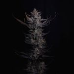 Instagram Mendo Guava Auto™
