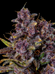 Instagram Gorilla Punch Auto