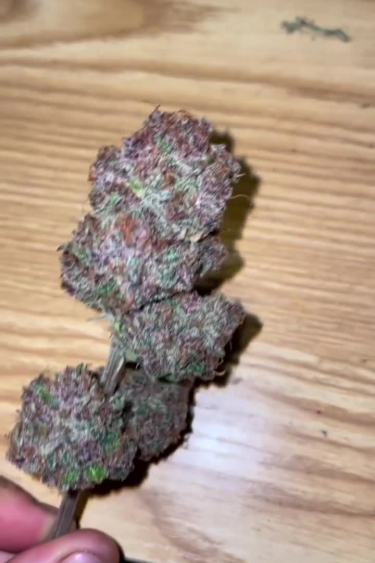 Purple Punch Auto - Deep Purple Dried Buds: How Dark Do They Get?