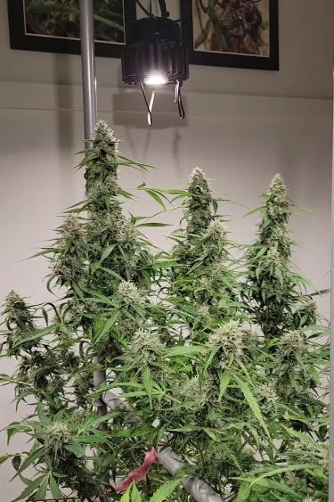Cream Cookies Auto - High-Return Indoor Grow with Numerous Colas