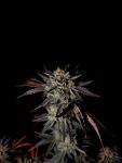 Instagram Mendo Frost Auto™