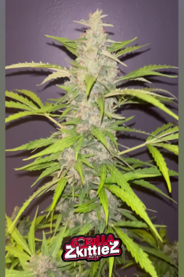 Gorilla Z Auto - Tall Main Cola During Flowering