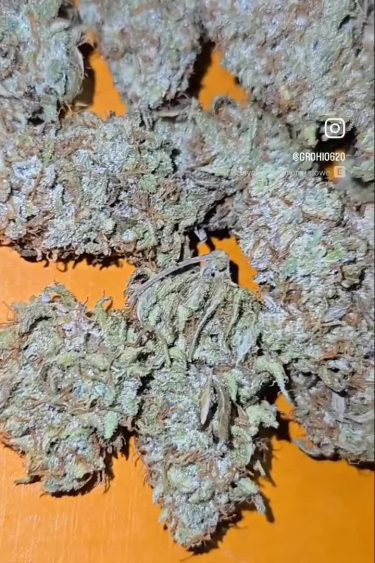 Amnesia Z Auto - Dense Frosty Buds Close-Up
