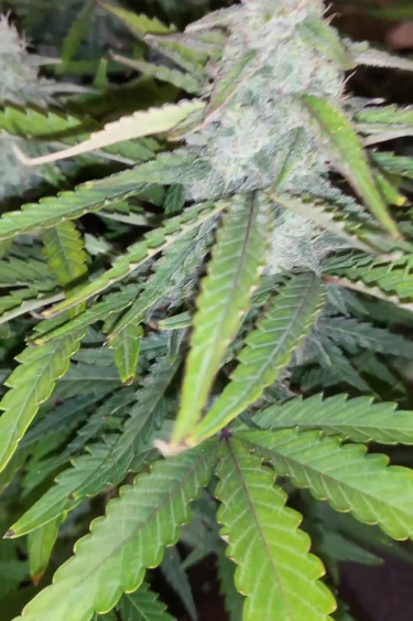 Lemon Pie Auto - Bud Development and Flowering Close Up