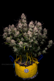 Instagram Gorilla Z Auto