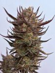 Instagram Guava Auto RF3™