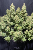 Instagram Sour Jealousy Auto™
