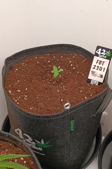 Fast Buds 420 Geotextile Pot - Seedling Sprouting in a Fabric Grow Bag