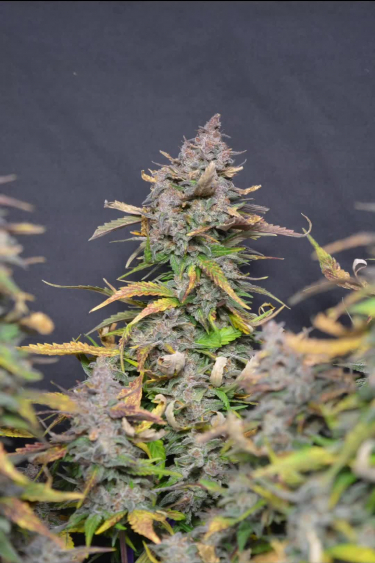 Apricot Auto - Frosty Main Cola with Orange Pistils