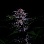 Instagram Strawberry Gorilla Auto RF3™