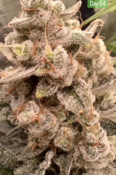 Gorilla Cookies Auto - Returned Buds with Orange Pistils