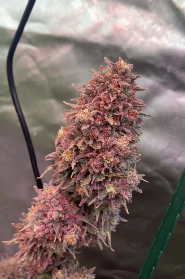 Lemonpaya - Deep Purple Main Cola During Late Flowering