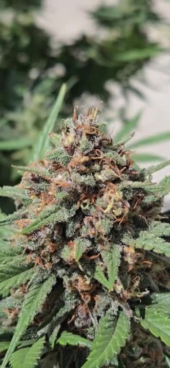 Guava Sundae Auto @chubbs 