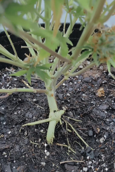 Wedding Glue Auto - Young Plant Stem and Lower Growth