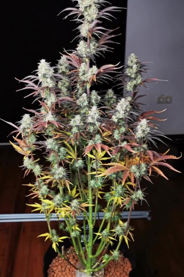 Mimosa Cake Auto - How Tall Does It Grow? Full Plant in Bloom