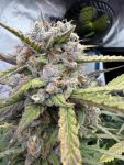 Instagram Pound Cake Auto™