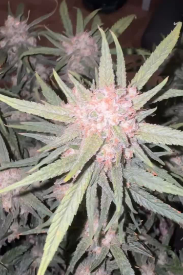 Mix Pack Auto - Pink Pistils and Bud Formation