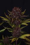 Instagram Purple Lemonade Auto RF3™