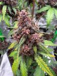 Instagram Purple Lemonade Auto RF3™