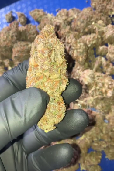 Purple Lemonade Auto - Large Dried Buds in Gloved Hand