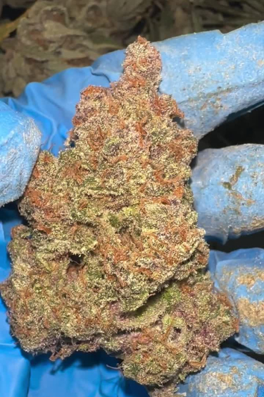 Frostbanger Auto - Large Dried Bud with Orange Pistils