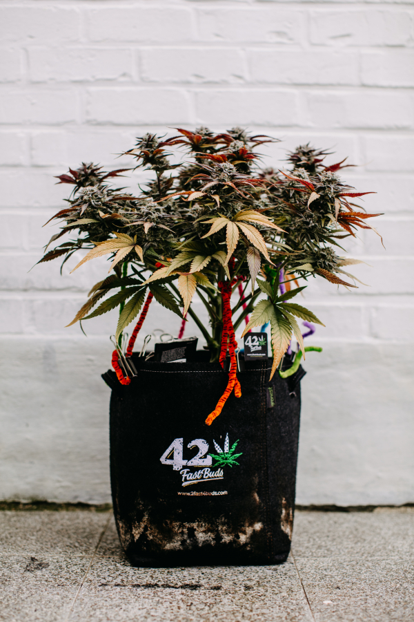 Instagram 420 Geotextile Auto Pot