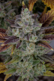 Instagram Gorilla Cookies Auto