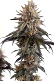 Instagram Papaya Sherbet™