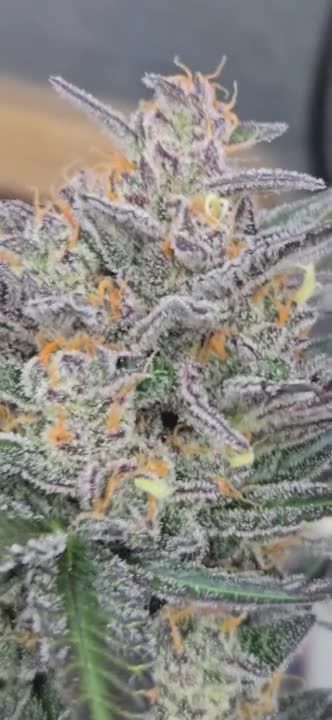 Lemon Cherry Sundae Auto - Macro Frost Shot Near Return by @chubbs
