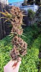 Instagram Lemon Cherry Cookies Auto