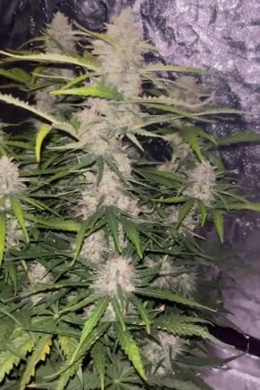 Blue Dream Auto - Long Colas Developing Across the Plant